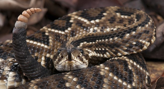 Camundongos tratados com a toxina da cascavel ganharam 10% menos peso 