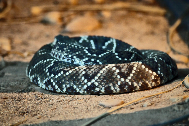 Cascavel - Cobra peçonhenta que é muito conhecida por ter um chocalho na cauda