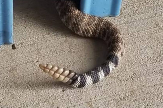 Vídeo flagra serpente azul devorando cascavel venenosa - Mega Curioso