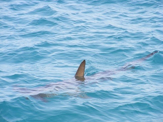 Caso você perceba algum sinal de tubarão ou suspeite da sua presença na água, saia sem fazer movimentos bruscos.