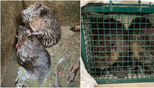 Castores presos no fundo de bueiro são confundidos com lontras na Inglaterra 