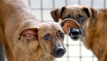 Programa de castração gratuita de cães abre vagas nesta quinta-feira; veja horários para agendamento