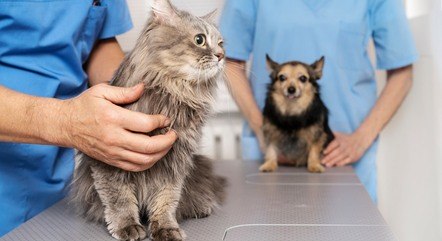 Castrar cães e gatos evita muitas doenças graves