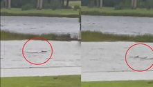Tubarão foi visto no meio da rua após passagem de furacão Ian na Flórida? Verdadeiro