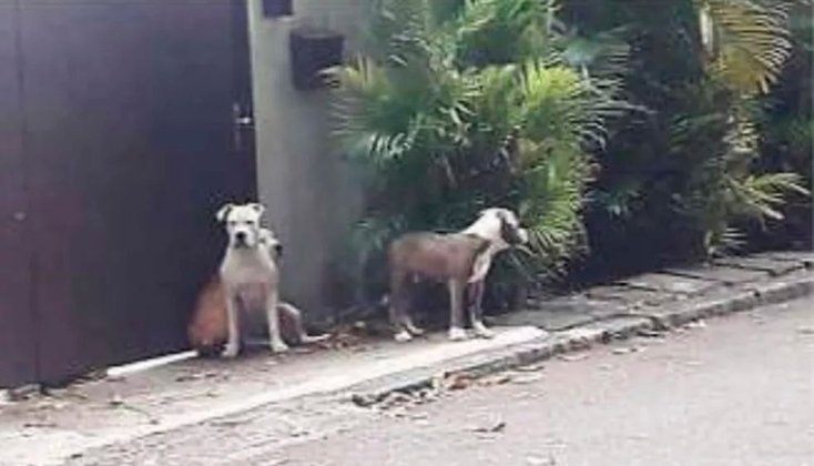 Cauã tem o apoio da Sociedade dos Amigos da Joatinga, que fez uma denúncia de que os cães do rapper ficam soltos (foto), sem focinheira, e já atacaram várias pessoas e outros cachorros. 