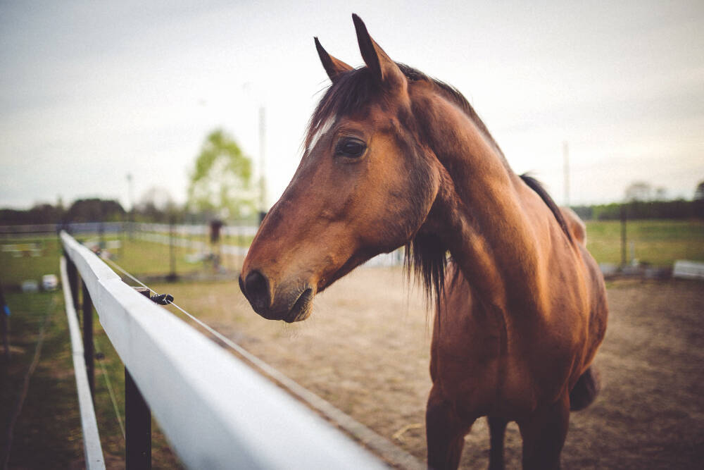 Nova cepa de vírus viral infecta e mata diversos cavalos na Europa