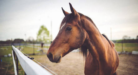 Jogo Cavalo Aposta - Foto gratuita no Pixabay - Pixabay