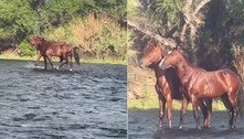 Cavalos são vistos 'sobre a água' em ilusão de ótica alucinante