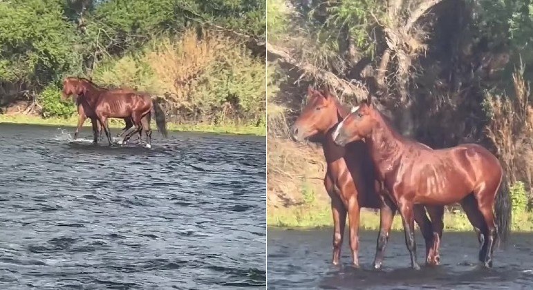 Cavalos por estar parados sobre a água em rio no Arizona (EUA)