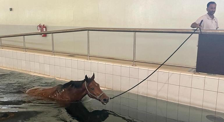 Exercício na piscina é a parte preferida dos cavalos no centro de excelência no Catar