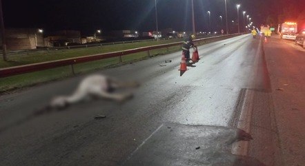 Cavalo foi atropelado por carro e moto na BR-040
