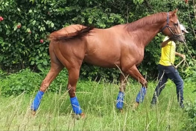 300 cavalos de corrida acabam no matadouro em 22 dias - Vegazeta