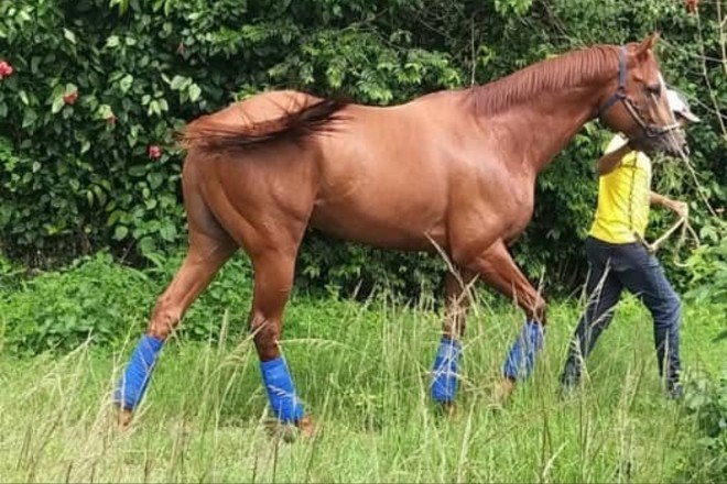 Inusitado frigorifico de cavalos em Minas Gerais, conheça