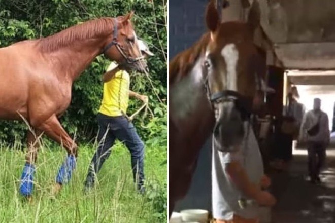 Homens esquartejam cavalo moribundo em tourada na Colômbia - Notícias - R7  Internacional