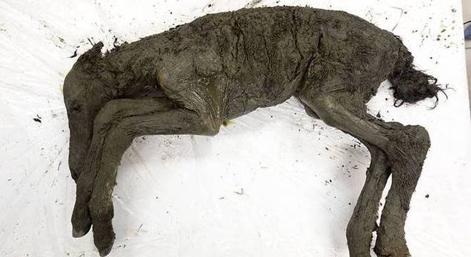 Animal pré-histórico viveu há 40 mil anos e foi encontrado com sangue líquido 