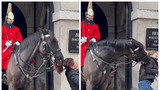 Vídeo: cavalo da guarda real morde duas turistas em Londres