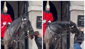 Cavalo da guarda real morde duas turistas em Londres; assista ao vídeo (Reprodução: Daily Mail via AKR Media)