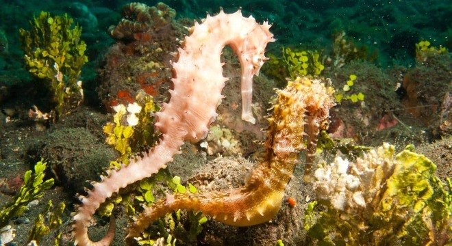 Cavalo marinho - características, habitat, reprodução e curiosidades