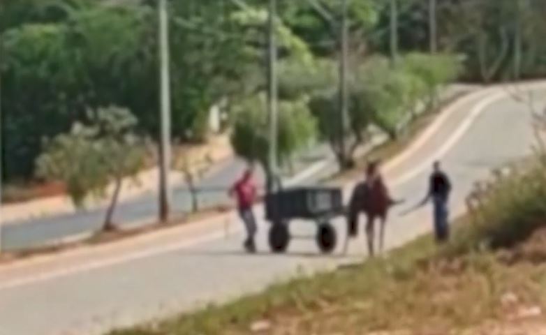 Vídeo: carroceiro é flagrado espancando cavalo com chicote no Guará