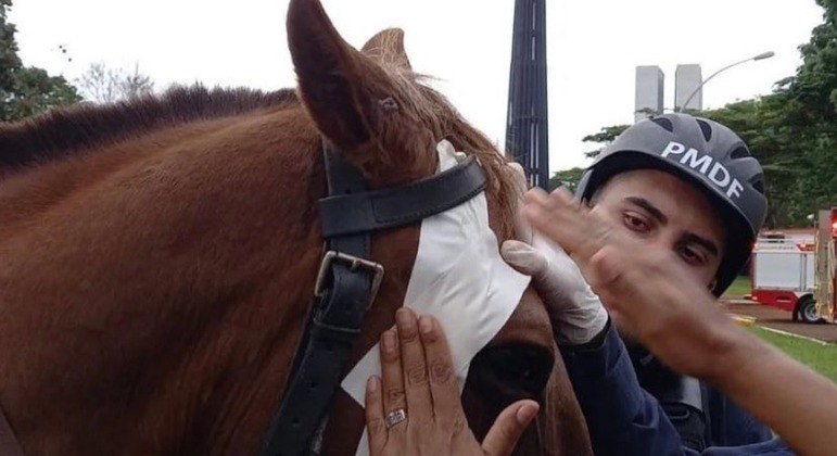 Cavalo da PMDF foi agredido durante invasão em Brasília