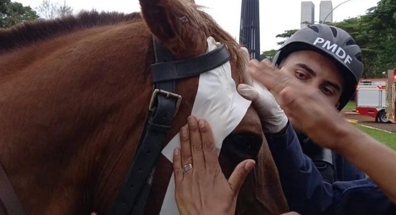 Agressão a cavalo da polícia durante atos extremistas no DF gera comoção  nas redes sociais - Notícias - R7 Brasília