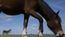 ONG resgata cavalos de serem abatidos em frigorífico no Uruguai