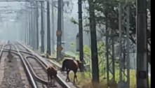 Cavalos invadem trilhos e interrompem funcionamento de trens em São Paulo