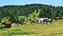 Dia da Cavalaria: Conheça as 7 principais raças de cavalos genuinamente brasileiras