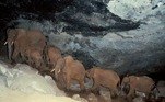 No monte Elgon, no Quênia, um grupo de elefantes criou uma obra natural única, construída ao longo de diversas gerações. Por milhares de anos, diversos grupos de paquidermes entraram em cavernas nos arredores de um extinto vulcão para consumir vastas reservas de sal, fundamental para a dieta desses animais
