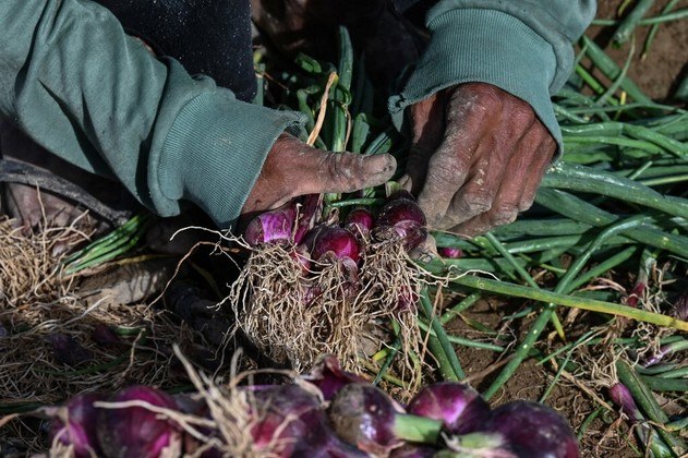 Em razão disso, o agricultor Luis Angeles decidiu colher as cebolas que cultiva antes que elas terminem de crescer para aproveitar os preços altíssimos do alimento, que se tornou um produto de luxo. Para atender a demanda e deixar o valor abaixo de 200 pesos (R$ 18,60), o governo autorizou a importação de 21 mil toneladas de cebola