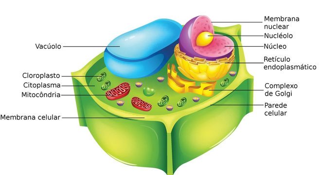 Célula vegetal - quais são suas principais características?