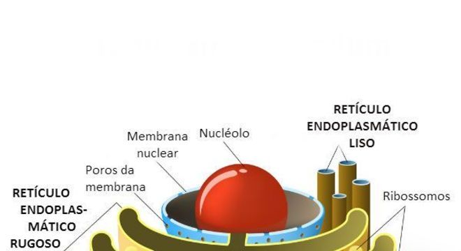 Células eucariontes - o que são, onde se encontra e funções