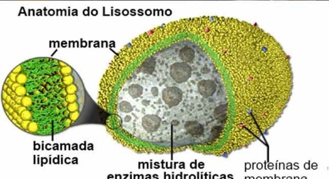 Células eucariontes - o que são, onde se encontra e funções