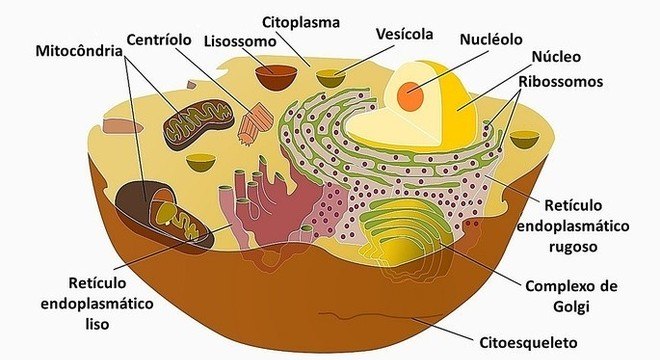 Células eucariontes - o que são, onde se encontra e funções