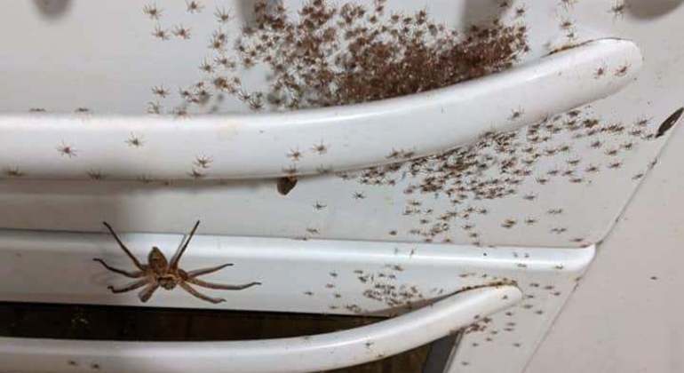 Aranha-caçadora foi flagrada com centenas de filhotes sobre fogão em casa na Austrália