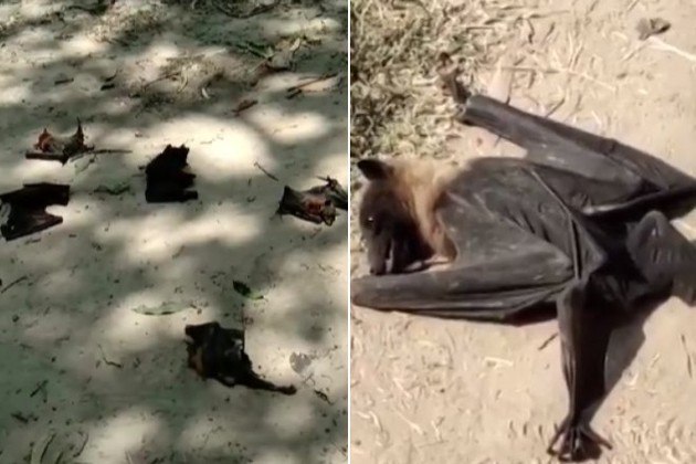 Centenas de morcegos aparecem mortos sem causa aparente - Fotos - R7 Hora 7