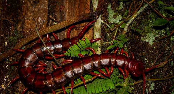 Centopeia - características, tipos diferentes e risco do veneno