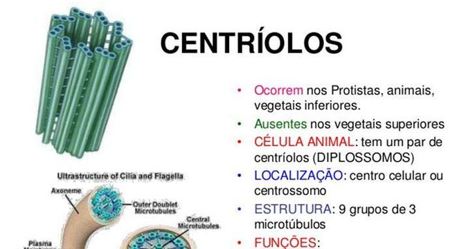 Centríolos: Você sabe o que são e para que servem?