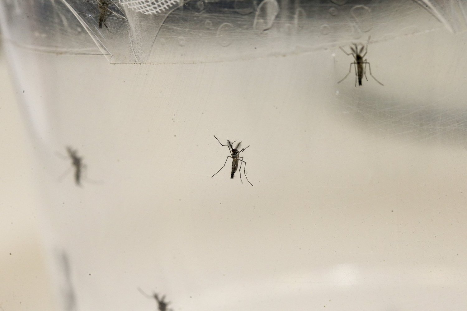 Resultado de imagem para Aedes aegypti