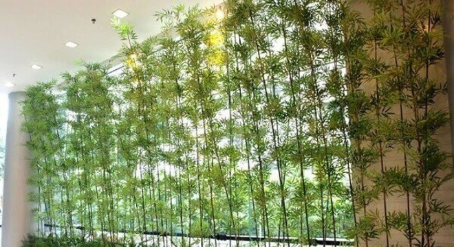 Cerca viva de bambu viva decorar de ambientes