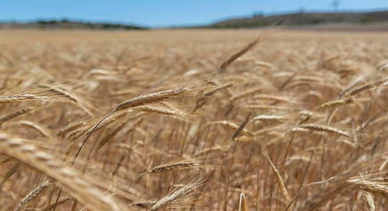 Guerra na Ucrânia está ameaçando a segurança alimentar no mundo