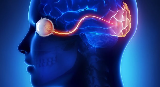 O córtex visual processa os estímulos que entram pelos olhos