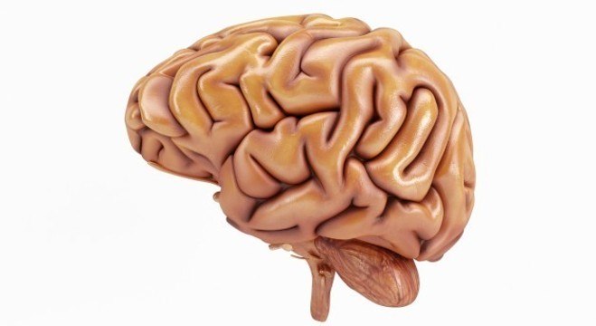 Viver com metade do cérebro não repercute na saúde, segundo estudo