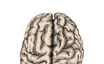 cérebro-cabeça