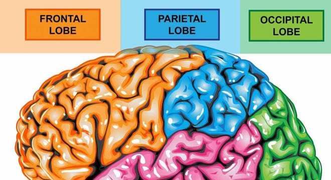 Cérebro - Definição, anatomia, divisões cerebrais e principais funções