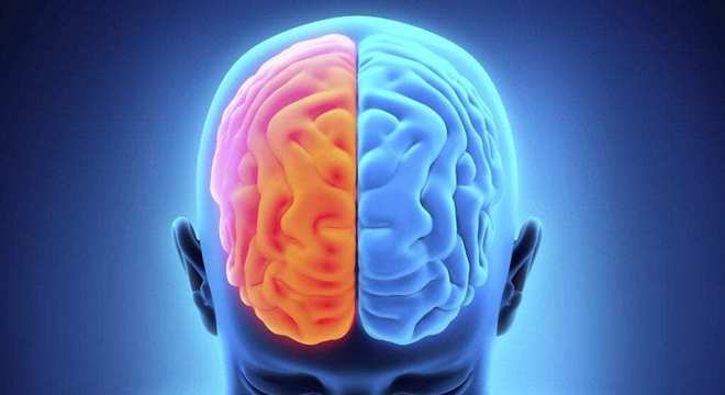 Cérebro - Definição, anatomia, divisões cerebrais e principais funções