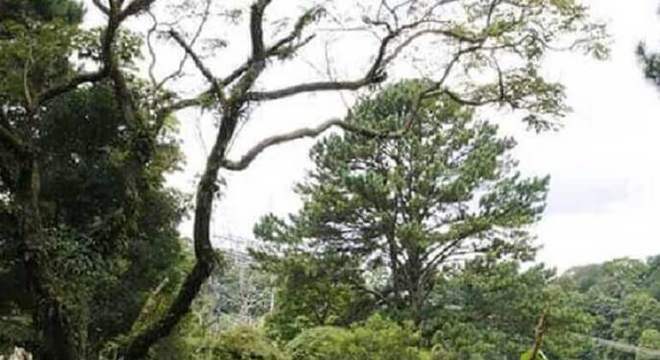 cerimonia simples de casamento no campo