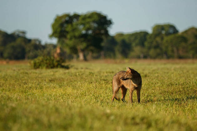 CerradoEsse bioma ocorre em áreas de clima tropical e estende-se pelas regiões Centro-Oeste, Nordeste e Sudeste. Segundo Ivone, ele contribui para o equilíbrio hidrológico do Brasil e de países vizinhos, já que abriga o aquífero Guarani, um imenso reservatório natural de água abastecido pela chuva que penetra no solo. 