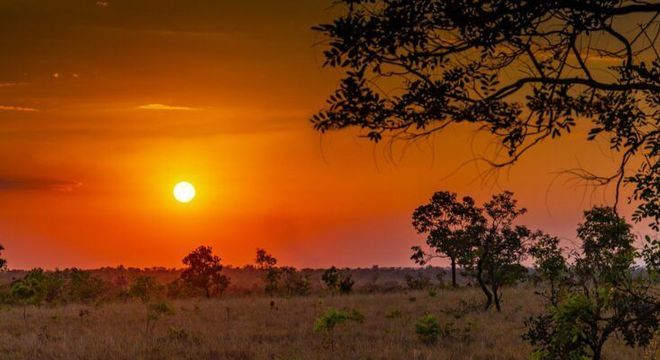 Cerrado - Características do bioma terrestre, localização e importância