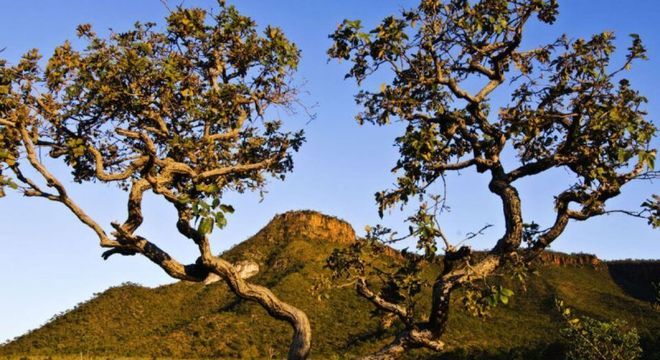 Cerrado - Características do bioma terrestre, localização e importância